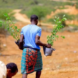 Third Phase of Tree Planting Launched at Shabelle Tourism Center